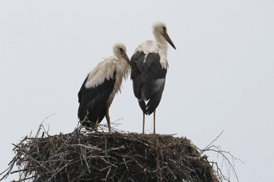 Почему птицы возвращаются в Беларусь зимой 4_Аисты.png