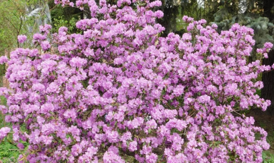 Садим рододендрон 12.jpg