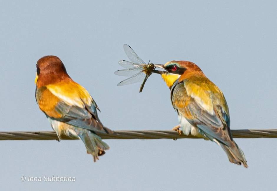 Золотистая щурка 8.jpg