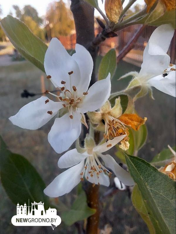 Гродно зацвела яблоня1.jpg