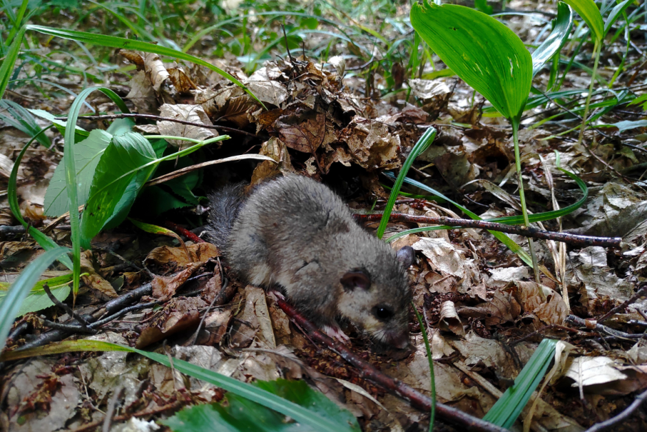 Соня-полчок 9.png