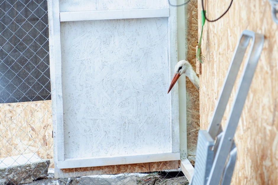 Мужчина спасает аистов 7.jpg