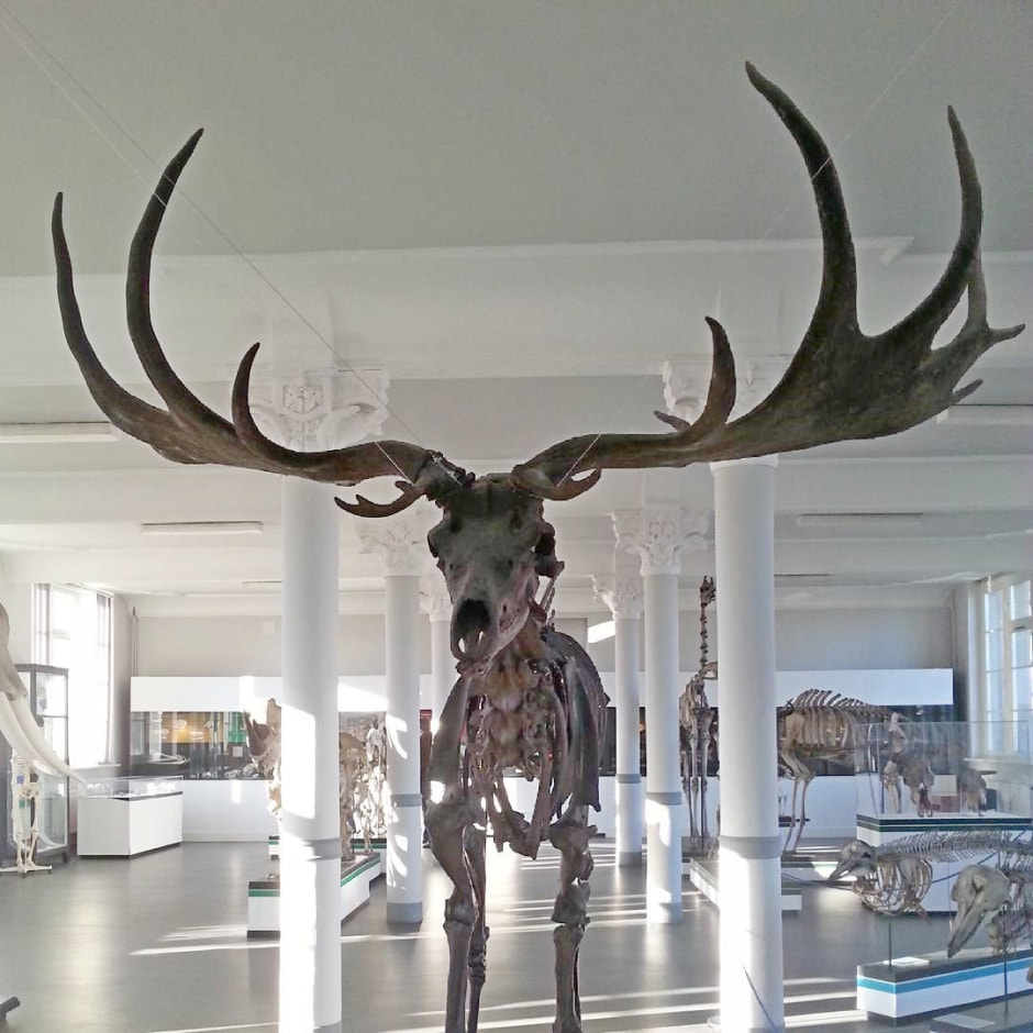 Благородный олень 3_Большерогий олень.jpg