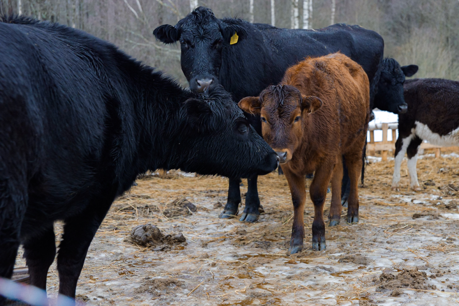 Фермер хутор Ёдишки 22.png