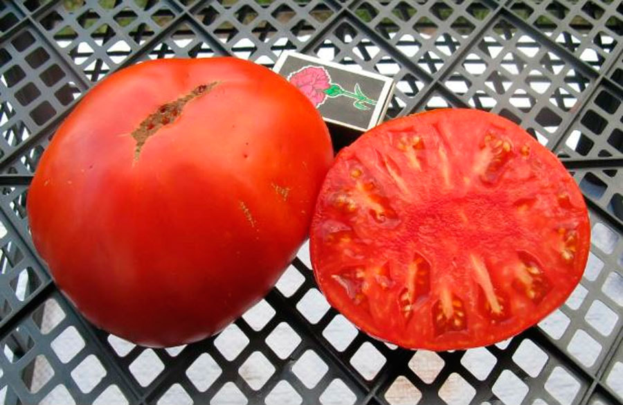 томаты6.jpg томаты6.jpg