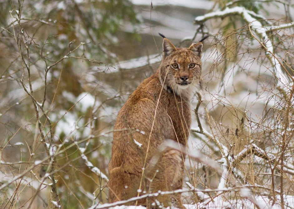 Чем знаменита рысь 9.jpg