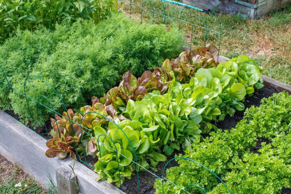 Какую зелень посадить на даче 1.jpg