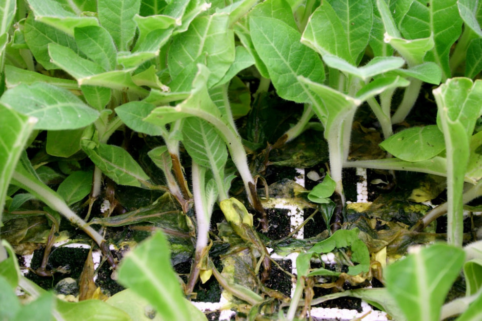 рассада_черная_ножка.jpg