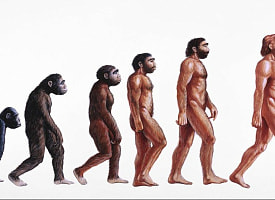 Почему у человека нет хвоста: ответ уходит минимум на 20 миллионов лет назад