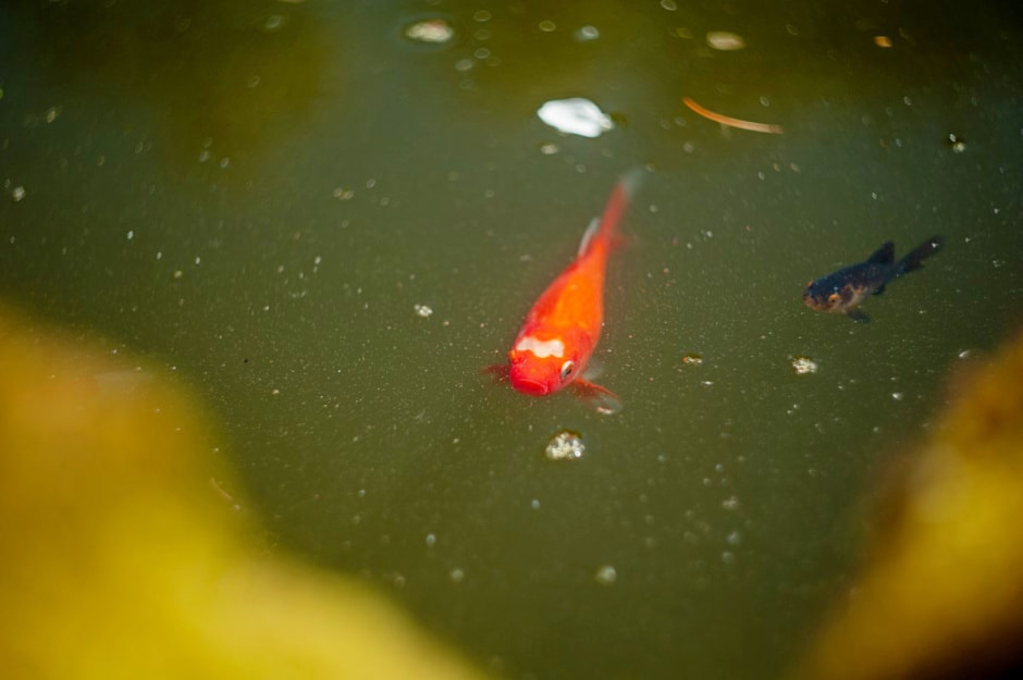 Семья Шокало и экзотический сад 17.jpg