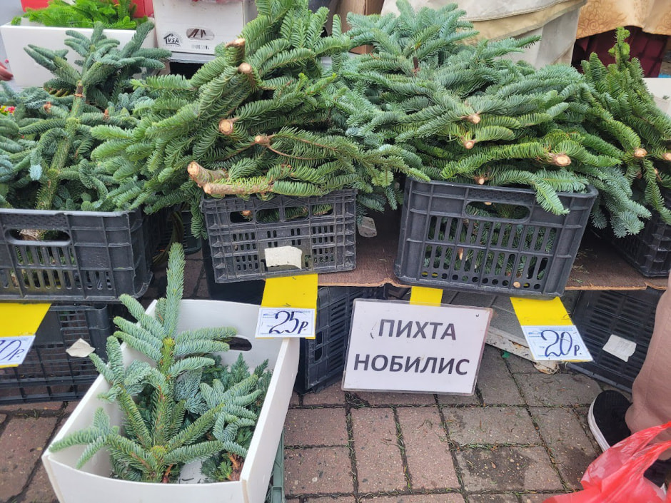 елки, комаровка 8.jpg