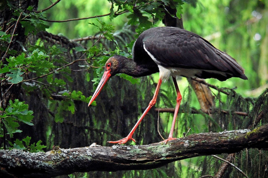 Инвазивные виды в Беларуси 11.jpg