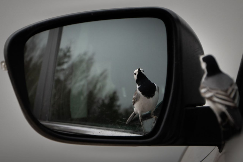 “Свет мой зеркальце, скажи” фото Павла Сацуты
