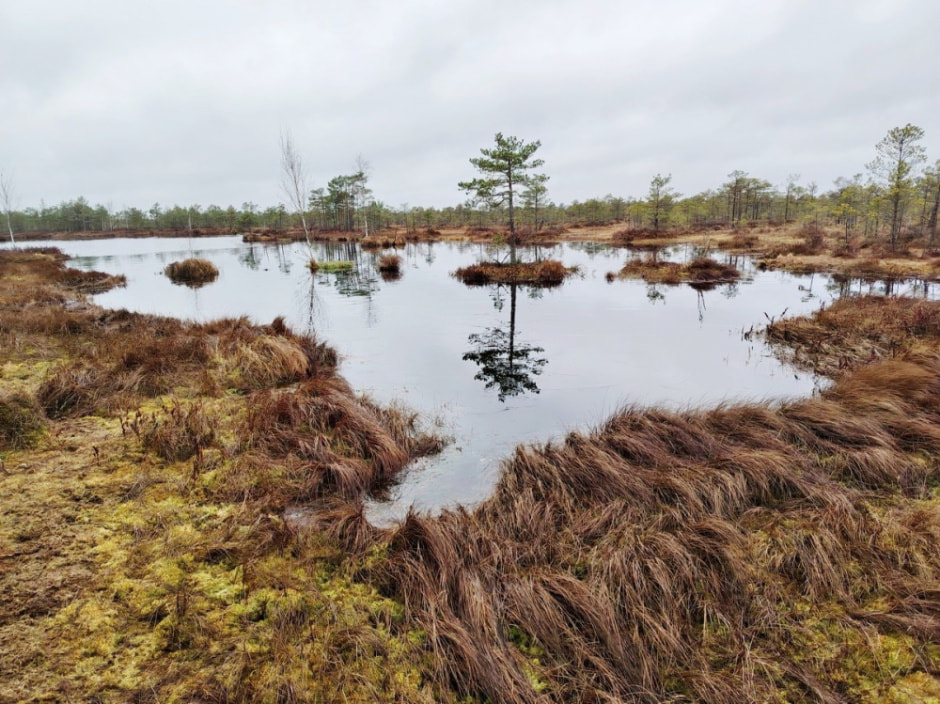 Проводник по болоту Кася 9.jpg