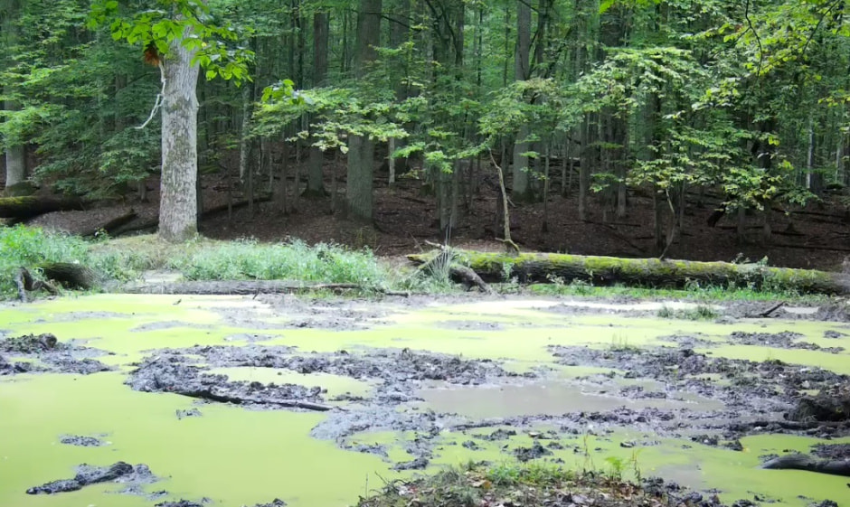 Беловежская пуща.jpg