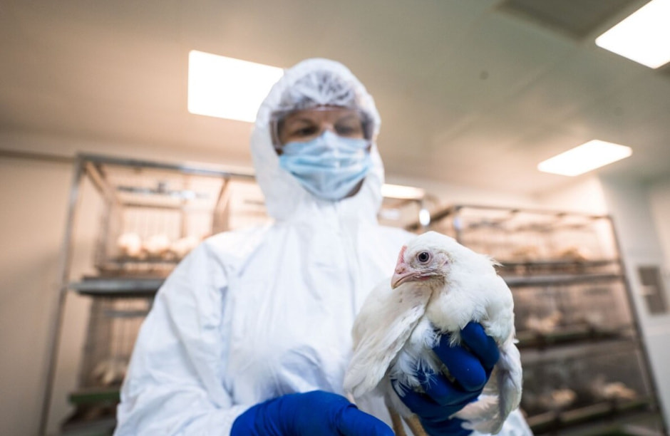 Птичий грипп 1.jpg