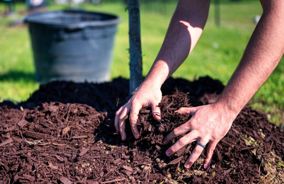 На грядке.jpg