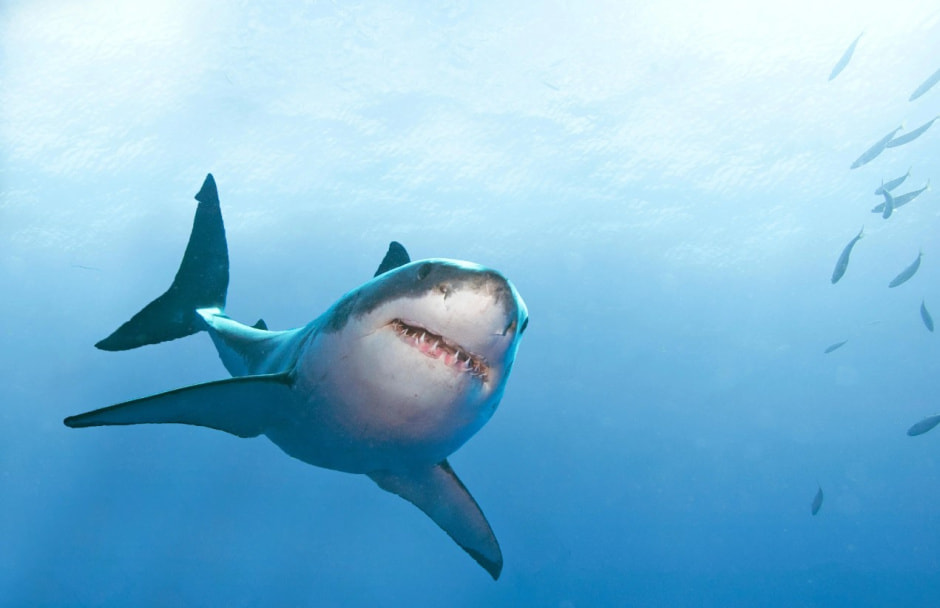Акула Флорида.jpg
