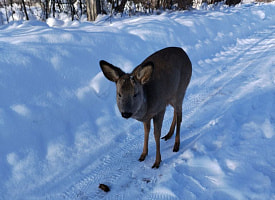 Косуля в пальто: замерзающее животное пришло за помощью к дому под Бобруйском