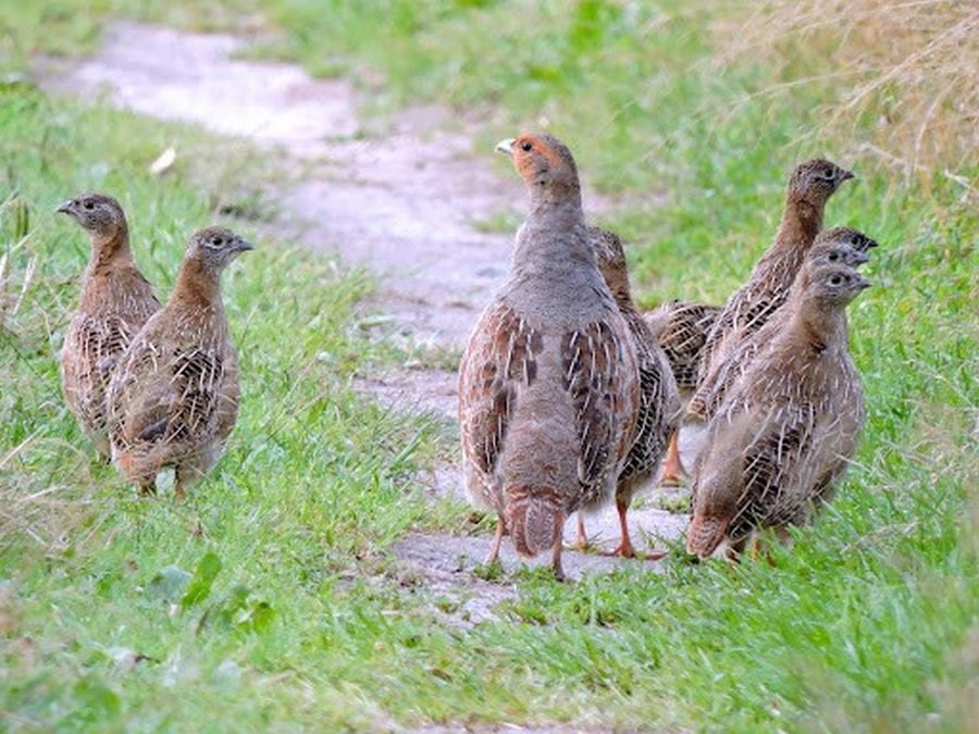 Яйца диких птиц 14.jpg