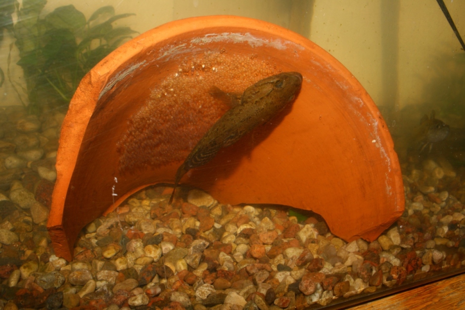 Ротан-головешка 6.png