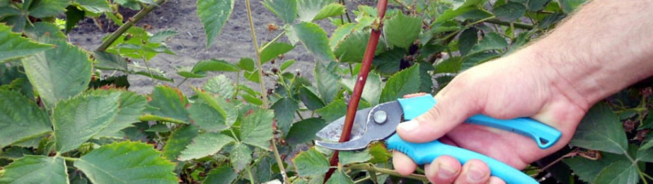 Как обрезать ежевику к зиме (2).jpg Как обрезать ежевику к зиме (2).jpg