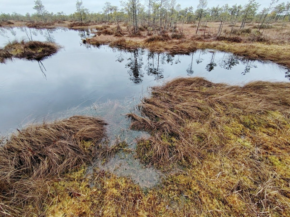 Проводник по болоту Кася 16.jpg