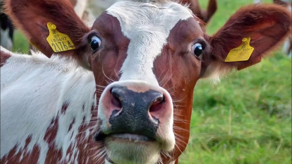 Корова очень удивлена