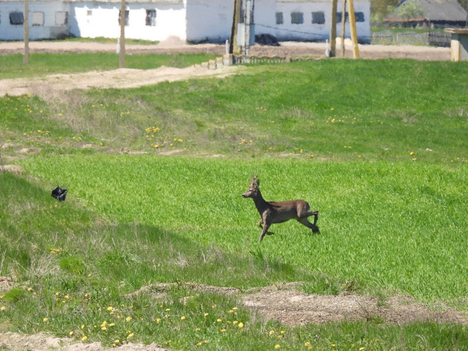 Наблюдаем за сусликами 24.jpg
