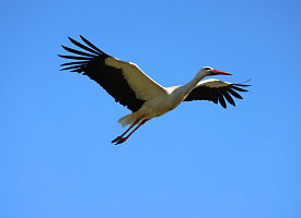 Весна не за горами: белые аисты вылетели с зимовки в Африке