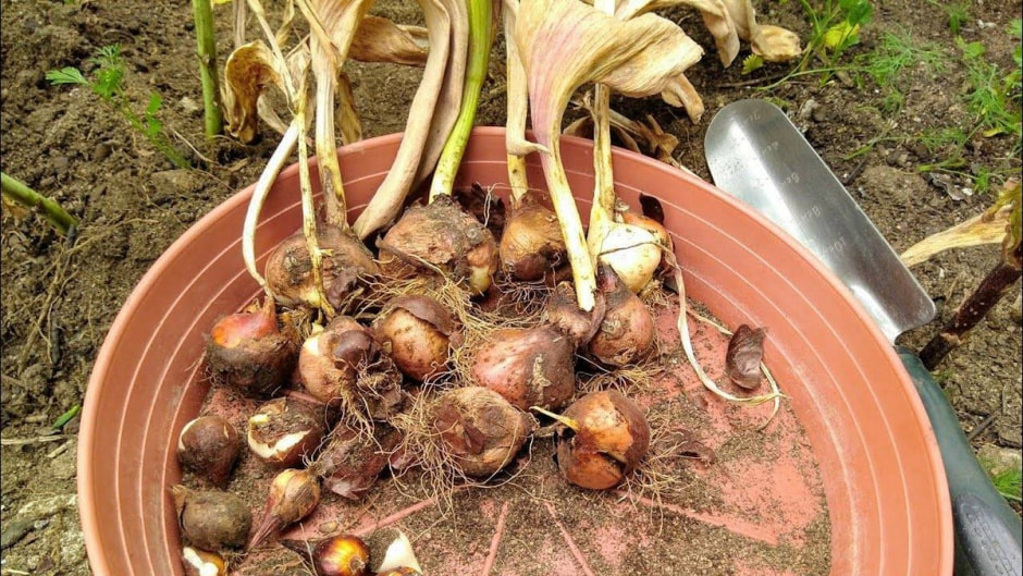 Готовим дачный участок к зиме 4.jpg