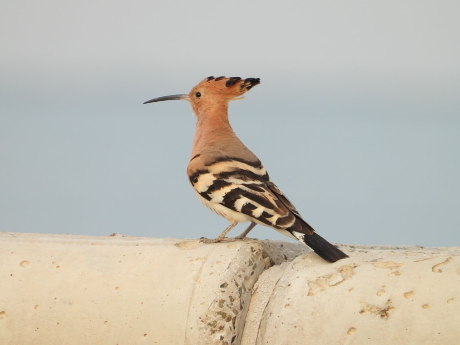 Зимородок 12.jpg