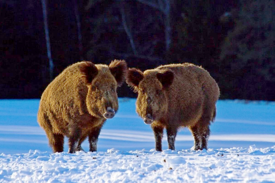 Дикая природа кабан 5.png