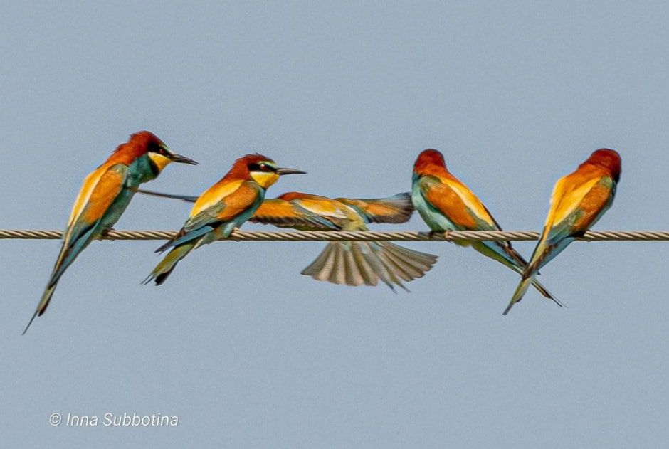 Золотистая щурка 2.jpg Золотистая щурка 2.jpg