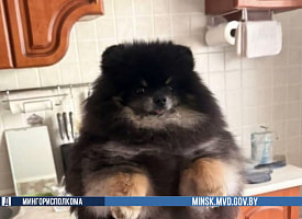 Минчанин забрал шпица стоимостью 2 тыс. рублей: его обвинили в краже собаки