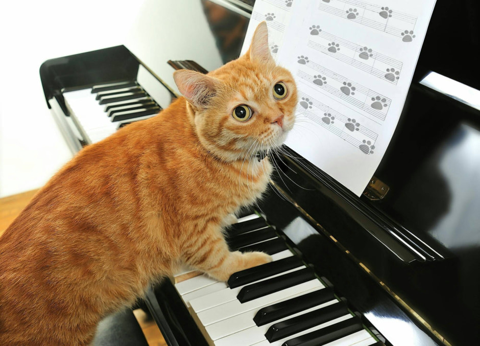 Когт играет на пианино.jpeg