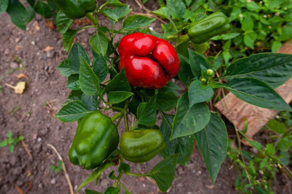 Усадьба в Радзивилках 23.jpg