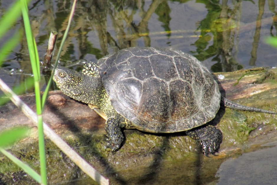 10-Болотная черепаха на бревнышке.jpg
