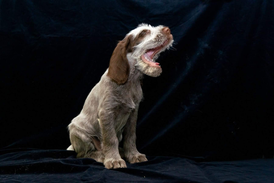 Щенок.jpeg Щенок.jpeg