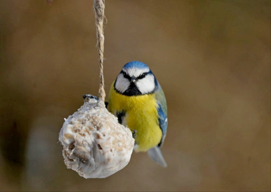 Подкармливаем птиц зимой 8.jpg