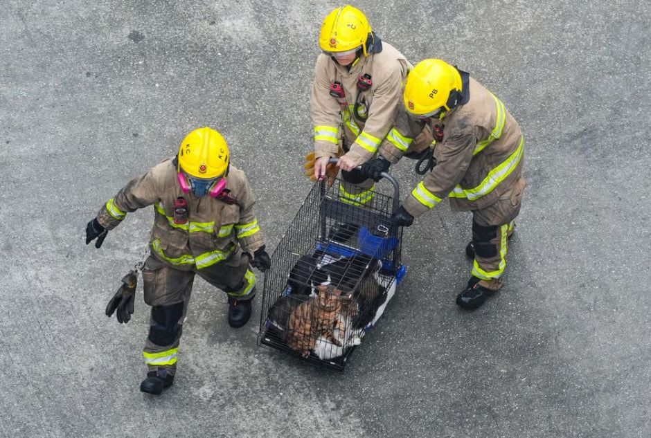 пожар животные.jpg