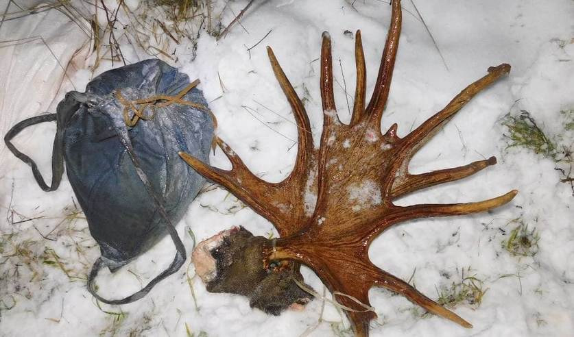 Лось трофейный.jpg