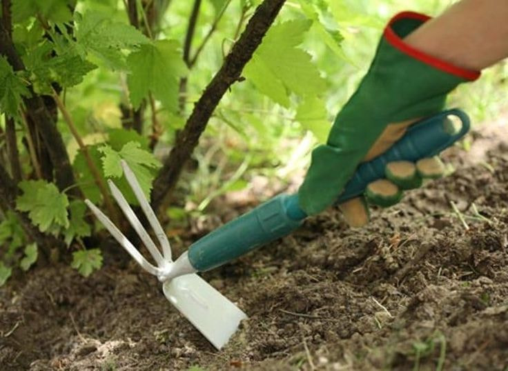 Малична на даче