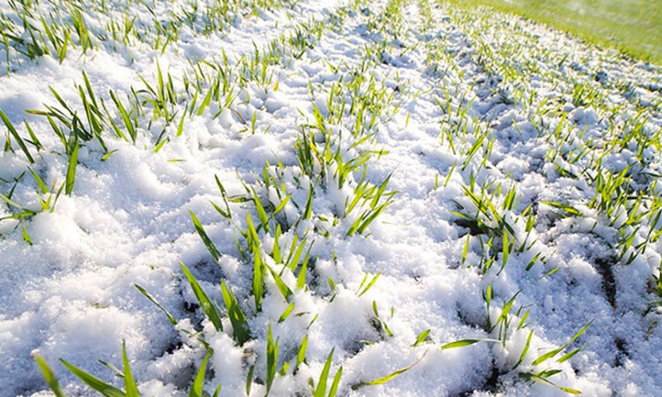 сидераты 2.jpg сидераты 2.jpg