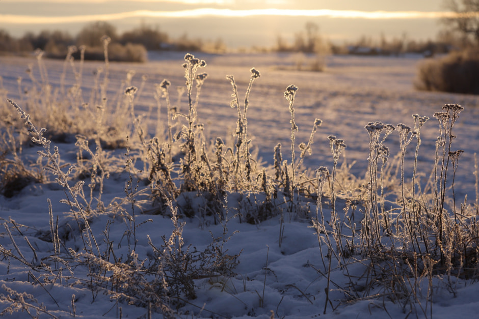 зима морозо шкурко 1.jpg