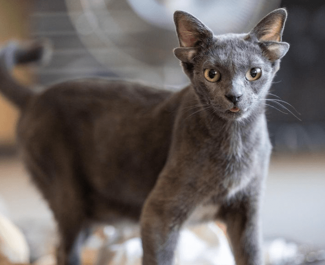 В 2021 году в Турции была найдена кошка по имени Мидас с четырьмя ушами.png В 2021 году в Турции была найдена кошка по имени Мидас с четырьмя ушами.png