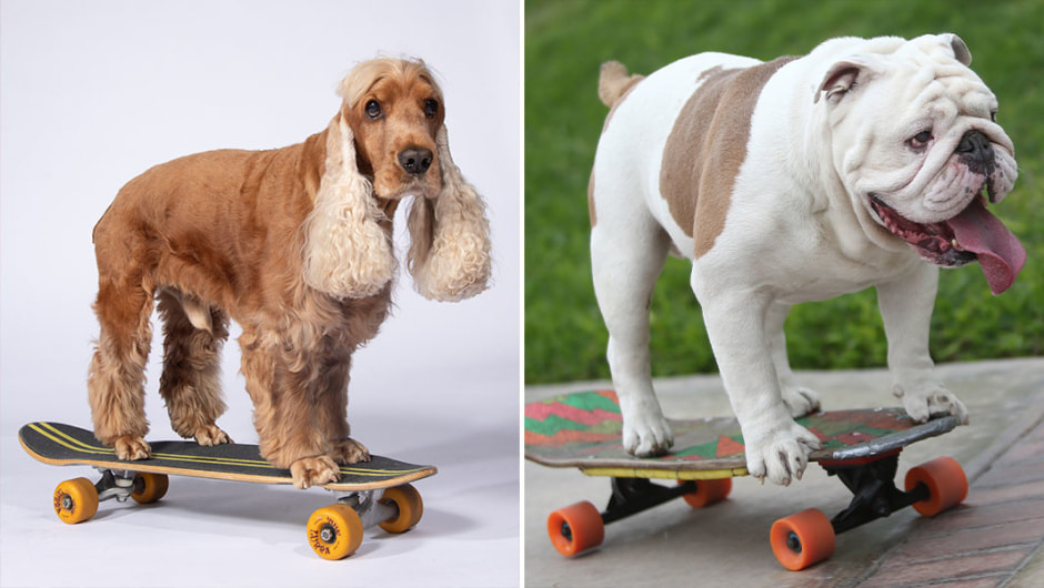Собаки-скейтбордисты.jpg