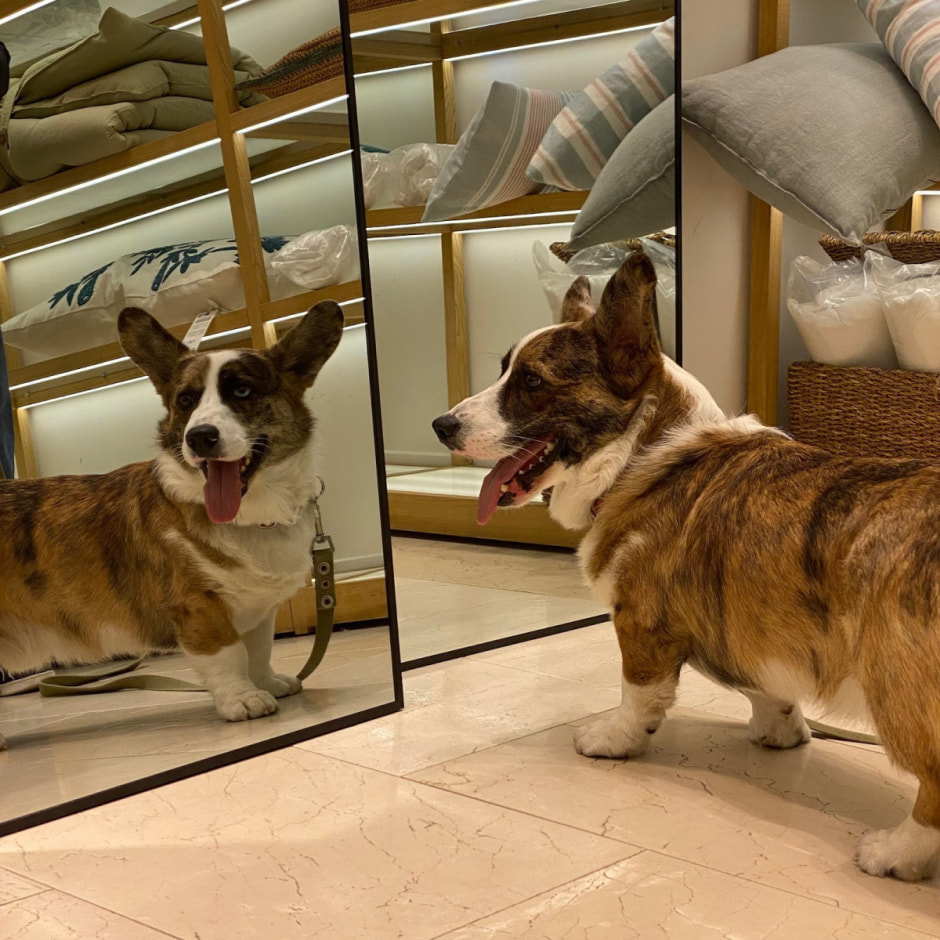 Путешествие с собакой 7.jpg