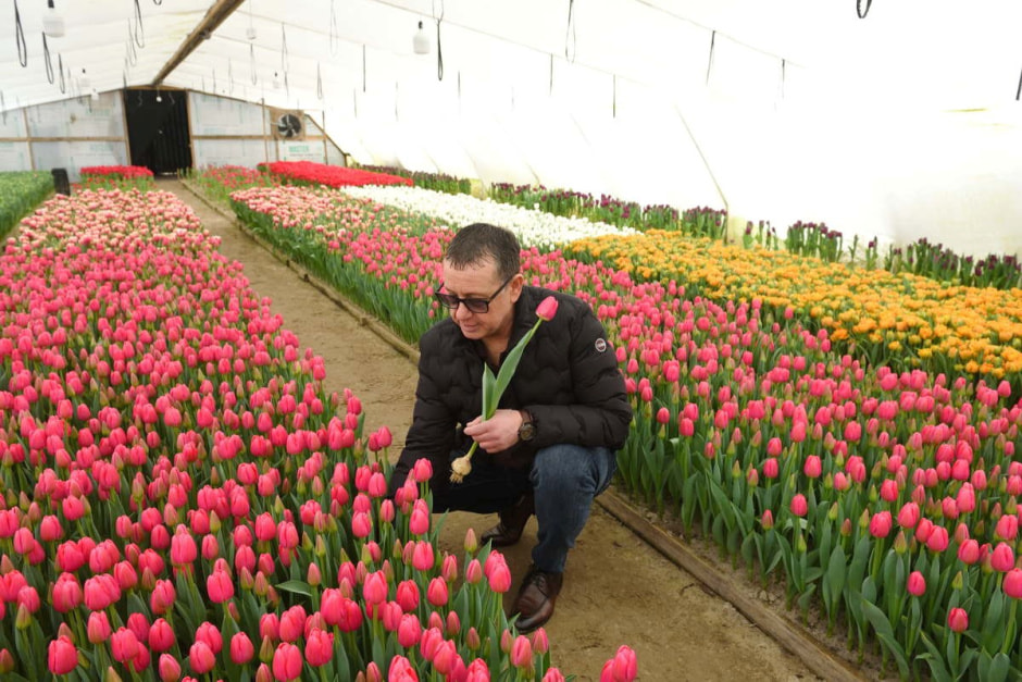 Как на Полесье выращивают тюльпаны 11.jpg