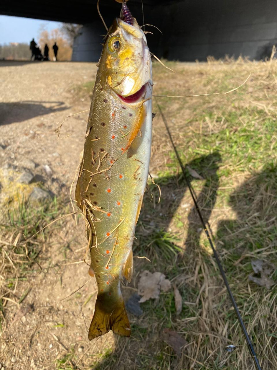 Форель ручьевая.jpg